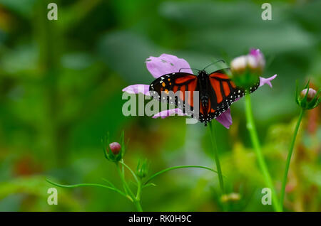 Öffnen Monarch butterfly auf ein Kosmos Blume mit verschwommenen Hintergrund Stockfoto