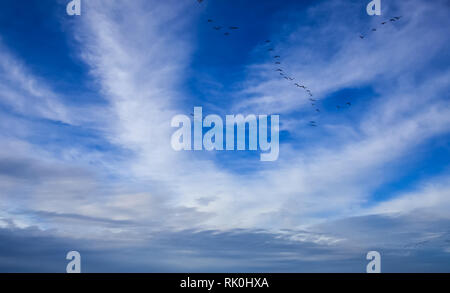 Vögel in einem gefiederten Wolkenbildung sky Stockfoto