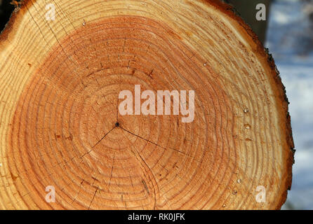 Sägebaum. Jahresringe an einem Baum Stockfoto