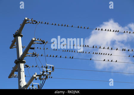 Vögel sitzen auf Drähte/viele Vögel Stockfoto