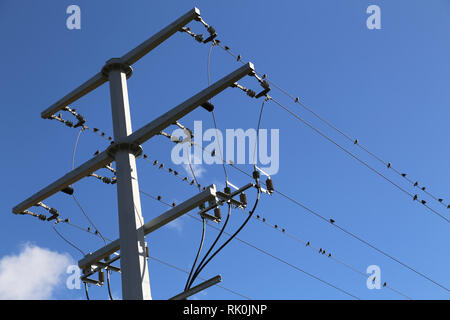Vögel sitzen auf Drähte/viele Vögel Stockfoto