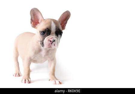 Französische Bulldogge Welpen stehen auf weißem Hintergrund niedlich, Haustier Konzept Stockfoto