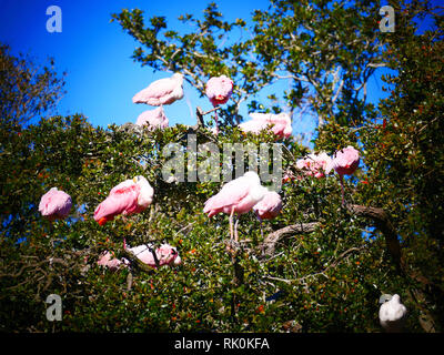 Rosa Vögel am Baum Stockfoto