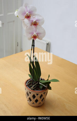 Phalaenopsis (Liebe) Orchidee in einem Blumentopf Stockfoto