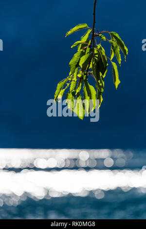 Grüne Blätter am Baum vor dem glitzernden Wasser Stockfoto