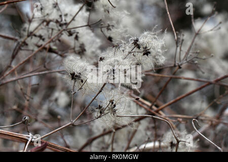 Saatgut Köpfe mit seidigen Anhängsel der Wilden Climatis Stockfoto