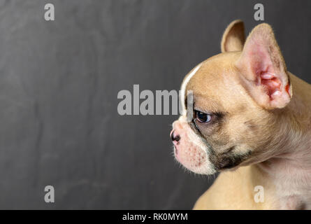 Seitenansicht der süße kleine Französische Bulldogge auf schwarzen Stein Hintergrund Stockfoto