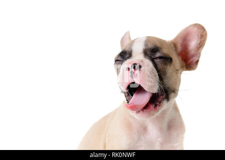 Französische Bulldogge Welpen auf weißem Hintergrund gähnen Niedlich, Haustier Konzept Stockfoto