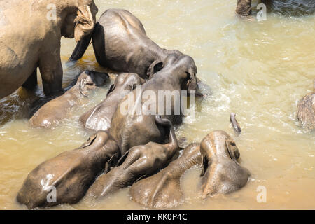 Großen Asiatischen Elefanten entspannen, baden und die Kreuzung tropischen Fluss. Erstaunliche Tiere in der freien Natur von Sri Lanka Stockfoto
