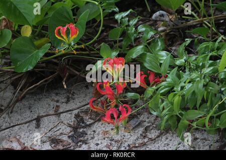 Flamme Lily (Gloriosa superba) Blüte in der Coastal scrub von Diani Beach, Kenia Stockfoto