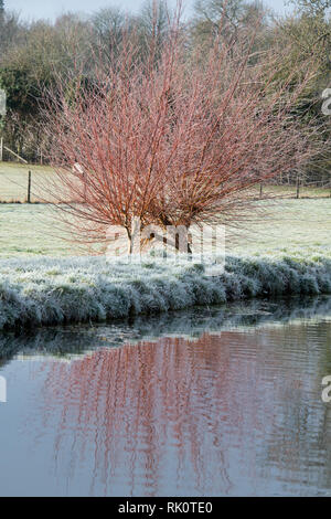 Salix. Frostigen Winter Weiden im Fluss Windrush wider. Bourton auf dem Wasser, Cotswolds, Gloucestershire, England Stockfoto