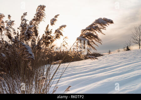 Winterlandschaft mit Phragmites Reed im Vordergrund bei Sonnenuntergang Stockfoto