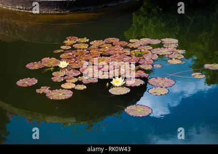 Viele weiße Seerosen und rosa Blätter schwimmen auf grünes Wasser in einem Teich unter den Reflexion der Bäume und der blaue Himmel mit weißen Wolken im Sommer Stockfoto