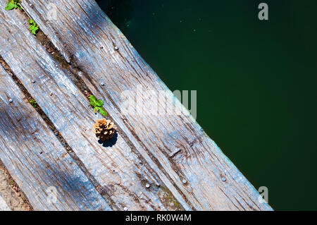 Ein Konus liegen auf Risse hölzernen Planken in der Nähe von Dunkel grünes Wasser in einem Teich. Ansicht von oben Stockfoto