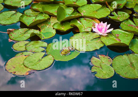 Eine riesige gesichtet Frosch sitzt auf einem Blatt in der Nähe der weiß-rosa Seerosen und grüne Blätter auf dem Wasser schwimmend in einem Teich unter den Reflexion des blauen Himmels wit Stockfoto