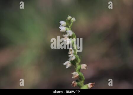 Goodyera repens Deutschland Stockfoto