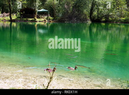 Kleiner See mit grünlichen Wasser mit Fischen und Enten Stockfoto