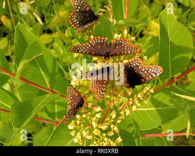 Butterfly Feeding Frenzy Stockfoto