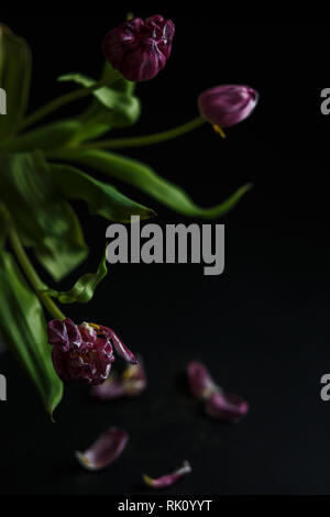 Blumenstrauß aus Tulpen Welken auf einem schwarzen depressiven Hintergrund. Gefallenen Blütenblätter der Tulpen auf einem dunklen Hintergrund. Makroaufnahme. Depressive alte Blumenstrauß Stockfoto