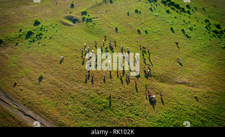 Sicht von oben Foto von Wiese mit roten Kühe Rinder grasen Gras zeigen ihre langen Schatten von Sonnenuntergang im Gras Feld diese Kühe in der Regel verwendet werden Stockfoto