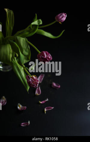 Blumenstrauß aus Tulpen Welken auf einem schwarzen depressiven Hintergrund. Gefallenen Blütenblätter der Tulpen auf einem dunklen Hintergrund. Makroaufnahme. Depressive alte Blumenstrauß Stockfoto