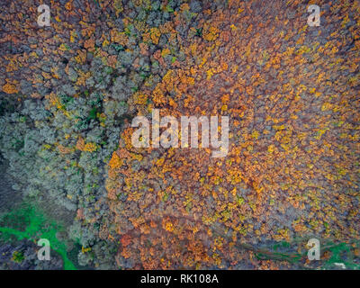 Schöne orange und rot Herbst Wald, viele Bäume auf die orange Hügel. Erstaunlich bunte Landschaft Stockfoto