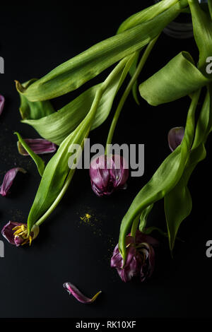 Blumenstrauß aus Tulpen Welken auf einem schwarzen depressiven Hintergrund. Gefallenen Blütenblätter der Tulpen auf einem dunklen Hintergrund. Makroaufnahme. Depressive alte Blumenstrauß Stockfoto