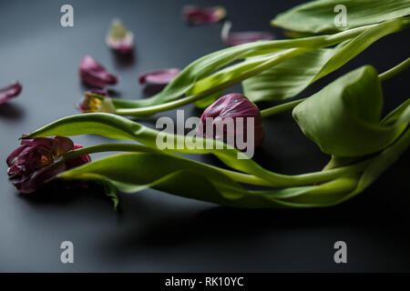 Blumenstrauß aus Tulpen Welken auf einem schwarzen depressiven Hintergrund. Gefallenen Blütenblätter der Tulpen auf einem dunklen Hintergrund. Makroaufnahme. Depressive alte Blumenstrauß Stockfoto