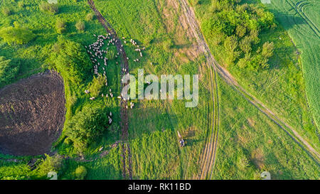 Sicht von oben Foto von Wiese mit Schafe Rinder grasen Gras ihre langen Schatten angezeigt von Sonnenuntergang im Gras Feld diese Kühe sind in der Regel für d Stockfoto