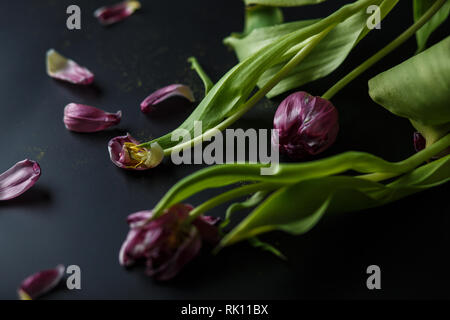 Blumenstrauß aus Tulpen Welken auf einem schwarzen depressiven Hintergrund. Gefallenen Blütenblätter der Tulpen auf einem dunklen Hintergrund. Makroaufnahme. Depressive alte Blumenstrauß Stockfoto