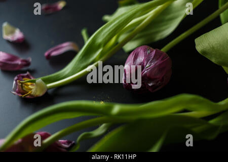 Blumenstrauß aus Tulpen Welken auf einem schwarzen depressiven Hintergrund. Gefallenen Blütenblätter der Tulpen auf einem dunklen Hintergrund. Makroaufnahme. Depressive alte Blumenstrauß Stockfoto