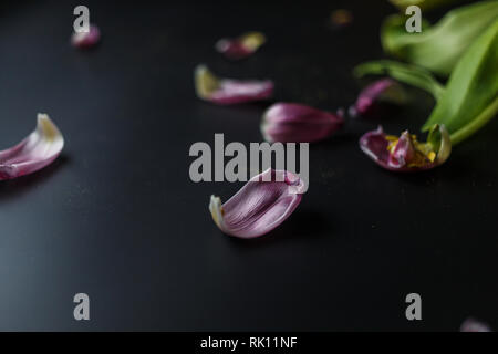Blumenstrauß aus Tulpen Welken auf einem schwarzen depressiven Hintergrund. Gefallenen Blütenblätter der Tulpen auf einem dunklen Hintergrund. Makroaufnahme. Depressive alte Blumenstrauß Stockfoto