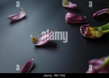 Blumenstrauß aus Tulpen Welken auf einem schwarzen depressiven Hintergrund. Gefallenen Blütenblätter der Tulpen auf einem dunklen Hintergrund. Makroaufnahme. Depressive alte Blumenstrauß Stockfoto