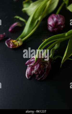 Blumenstrauß aus Tulpen Welken auf einem schwarzen depressiven Hintergrund. Gefallenen Blütenblätter der Tulpen auf einem dunklen Hintergrund. Makroaufnahme. Depressive alte Blumenstrauß Stockfoto