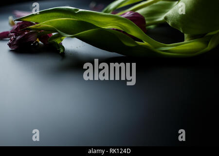 Blumenstrauß aus Tulpen Welken auf einem schwarzen depressiven Hintergrund. Gefallenen Blütenblätter der Tulpen auf einem dunklen Hintergrund. Makroaufnahme. Depressive alte Blumenstrauß Stockfoto