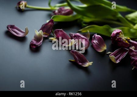 Blumenstrauß aus Tulpen Welken auf einem schwarzen depressiven Hintergrund. Gefallenen Blütenblätter der Tulpen auf einem dunklen Hintergrund. Makroaufnahme. Depressive alte Blumenstrauß Stockfoto