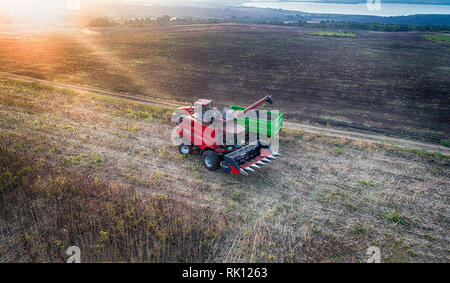 Luftaufnahme auf die Arbeit an dem großen Sonnenblumen Feld kombinieren Stockfoto