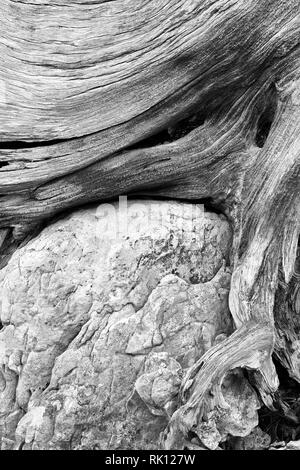 Alte Baumwurzel um ein Kalkstein oder Dolomit Boulder, Dolomiten, Italien gewachsen. Schwarz und Weiß Stockfoto