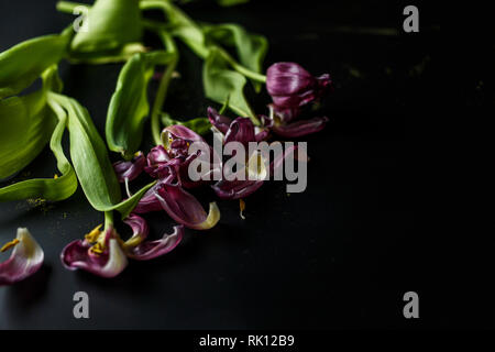 Blumenstrauß aus Tulpen Welken auf einem schwarzen depressiven Hintergrund. Gefallenen Blütenblätter der Tulpen auf einem dunklen Hintergrund. Makroaufnahme. Depressive alte Blumenstrauß Stockfoto
