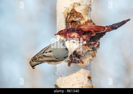 White-breasted Kleiber essen Rotwild Reste, die auf eine Birke in Nordwisconsin genagelt wurden. Stockfoto