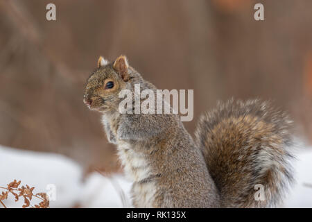 Östlichen grauen Eichhörnchen im nördlichen Wisconsin. Stockfoto