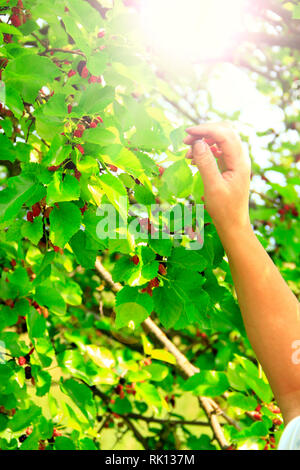 Menschliche Hand zupfen ripe Mulberry von Baum. Beeren von Mulberry. Maulbeerbaum mit reifen Beeren. Sammeln von Ernte von süßen Beeren hängen am Baum Stockfoto