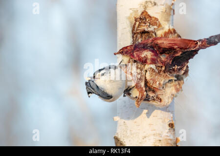 White-breasted Kleiber essen Rotwild Reste, die auf eine Birke in Nordwisconsin genagelt wurden. Stockfoto