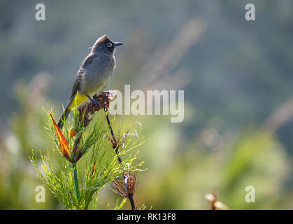 Südafrikanische Cape Bulbul auf getrocknete Bush. Sideway Ansicht mit verschwommenen Hintergrund Stockfoto