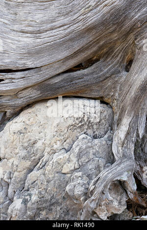 Alte Baumwurzel um ein Kalkstein oder Dolomit Boulder, Dolomiten, Italien Stockfoto