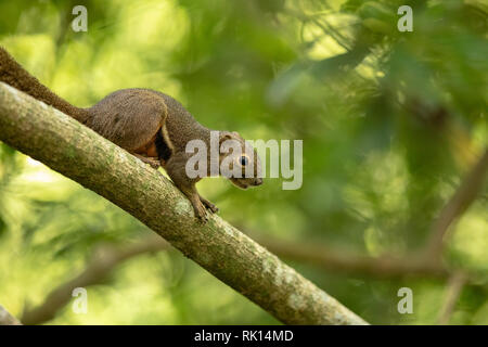 Die kochbanane Eichhörnchen, Callosciurus notatus, sitzend auf einem Zweig mit grünen Hintergrund. Sungei Buloh, Singapur. Stockfoto