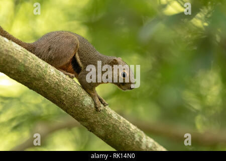 Die kochbanane Eichhörnchen, Callosciurus notatus, sitzend auf einem Zweig mit grünen Hintergrund. Sungei Buloh, Singapur. Stockfoto