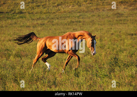 Chestnut Achal Tekkiner Hengst stretching seinen Hals und läuft in der Wiese. Horizontale, seitwärts, in Bewegung. Stockfoto