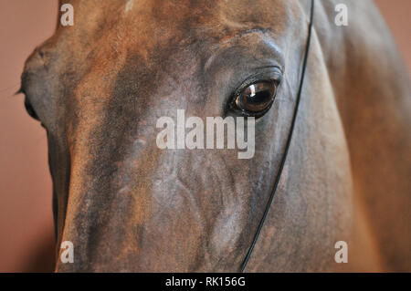 Nahaufnahme eines Bay Horse Augen und Kopf in dünnen show Halfter. Horizontale, Portrait. Stockfoto