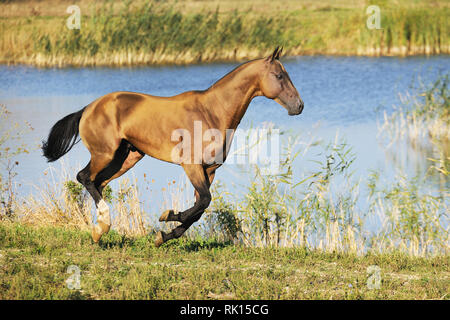 Hirschleder Achal Tekkiner Pferd läuft im Galopp entlang dem Wasser im Sommer. Horizontale, Seitenansicht. Stockfoto